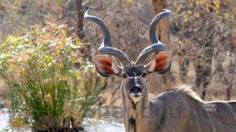 世界最牛的武器排名,世界上各国最牛武器