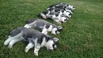 刚回家的小狗狗一直嘤嘤叫是啥情况?该怎么做才对?