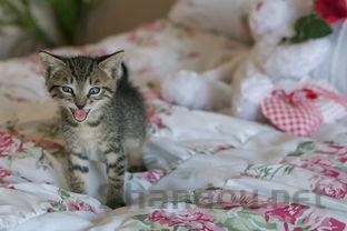 猫咪突然精神不振呕吐白沫是咋回事?要怎么弄?