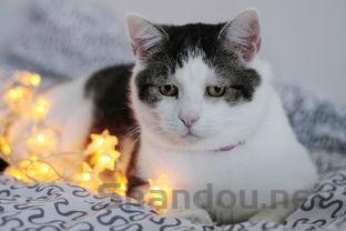 猫咪尿血软便频繁上厕所次数多量少怎么弄会好?