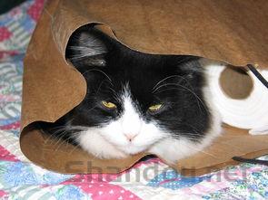 猫咪尿血软便频繁上厕所次数多量少怎么弄会好?