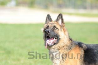 猫咪不吃饭,肚子有点鼓是什么原因导致的?该咋办?