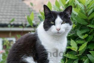 猫咪天气一冷就尿频是什么引起的?该怎么解决?