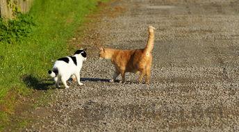 猫咪天气一冷就尿频是什么引起的?该怎么解决?