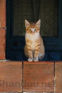 猫咪天气一冷就尿频是什么引起的?该怎么解决?