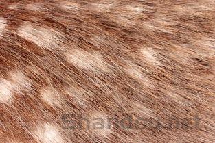 猫咪有些尿血附近的毛是褐色有结块该怎么解决?