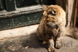 猫咪有些尿血附近的毛是褐色有结块该怎么解决?