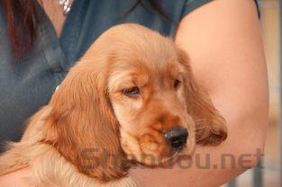 小狗呕吐有三天不吃饭是啥情况?要怎么弄?