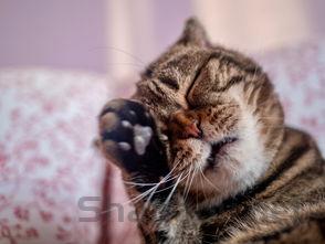 猫咪上嘴唇红肿是何原因?猫咪上嘴唇红肿该怎么处理?