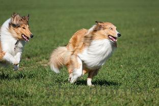 幼犬不怎么吃狗粮的缘由何在?幼犬不怎么吃狗粮要吃药吗?