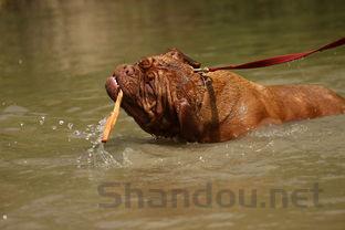 幼犬不怎么吃狗粮的缘由何在?幼犬不怎么吃狗粮要吃药吗?