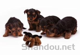 幼犬不怎么吃狗粮的缘由何在?幼犬不怎么吃狗粮要吃药吗?