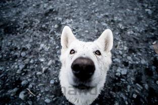 狗一只眼睛变成蓝色是什么缘故?该咋办?