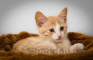 猫咪大量喝水生完喝水更多是怎么回事?要怎么改善?