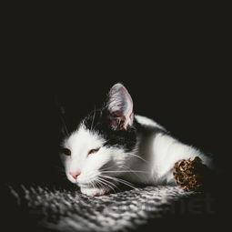 猫咪下嘴唇长黑色的息肉一样怎么弄会好?