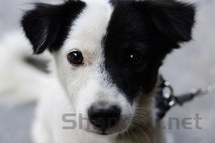 狗狗走路有点瘸发出呜呜声是什么情况?该怎么办?