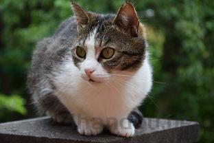 猫咪小便带血是啥缘故?猫咪小便带血有什么办法恢复?