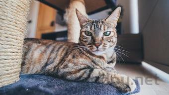 猫咪洗澡后开始掉毛一堆堆的很痒要怎么调理?