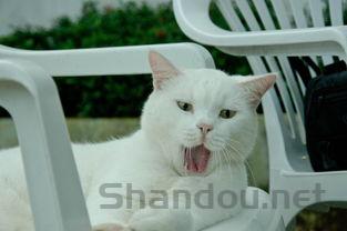 猫咪皮肤有一块秃了硬硬的是啥情况?该咋办?