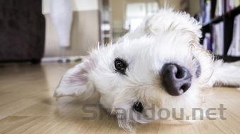 狗狗一直挠痒痒是什么缘故?狗狗一直挠痒痒该咋整?