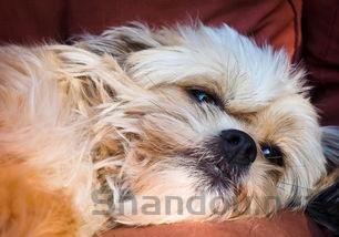 狗狗绝育后伤口附近发红是什么状况?该怎么办?