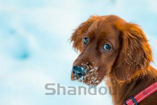 狗狗冬天脱毛严重,为何会这样?狗狗冬天脱毛严重怎么弄会好?