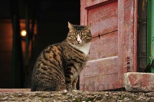 猫咪精神不振一直腹式呼吸口呼吸有什么办法恢复?