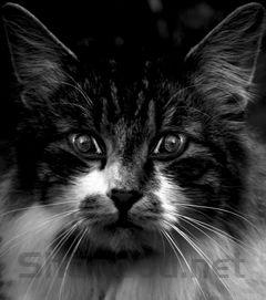 猫猫最近经常吐是什么引起的?猫猫最近经常吐怎么办?