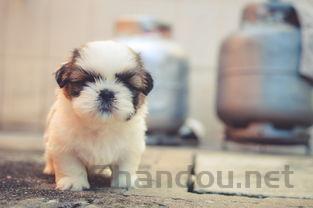 猫猫频繁拉稀怎么处理,为何会这样?要怎么调理?