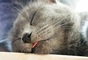 猫咪吐粮吐血泡是啥缘故?猫咪吐粮吐血泡怎么办?