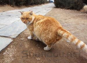 猫咪后肢无力走路打滑一步一摔该如何是好?