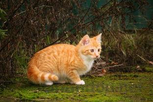 猫咪身上突然起疹子是什么引起的?要怎么调理?