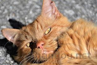 猫咪每天都吐是啥情况?猫咪每天都吐有什么办法恢复?