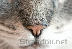 猫咪左眼睁不开有打喷嚏是什么原因?怎么办?