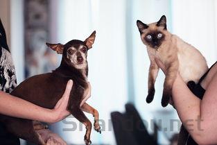 猫咪性格变得很文静饭量也小了该如何是好?