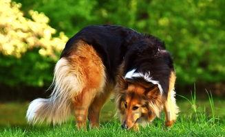 狗抖的厉害是什么原因?狗抖的厉害要吃药吗?