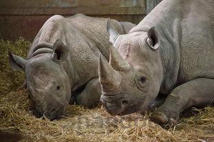 狗抖的厉害是什么原因?狗抖的厉害要吃药吗?