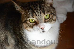 猫咪打喷嚏会有鲜血从右鼻子流出该如何是好?