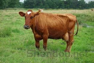 狗狗拉稀流绿鼻涕是什么缘故?怎么弄会好?