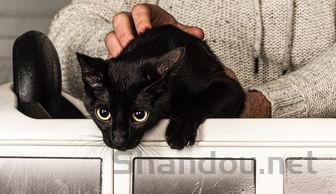 猫咪总是干呕是什么原因?猫咪总是干呕该如何是好?