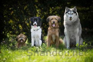 雄性狗狗尿尿带血的缘由何在?雄性狗狗尿尿带血要吃药吗?