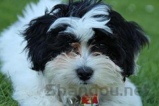 狗狗突然爱喝水鼻干是什么原因?狗狗突然爱喝水鼻干该咋整?