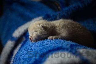 猫咪洗澡后开始掉毛一堆堆的很痒要怎么调理?