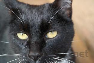 猫咪眼角有黄色的结痂是啥情况?怎么办?