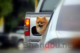 猫咪最近不爱吃饭嗜睡是啥情况?该用什么办法?