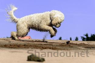 猫咪最近不爱吃饭嗜睡是啥情况?该用什么办法?