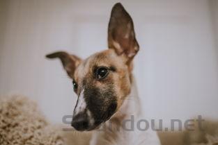 狗眼睛红肿突出是什么状况?该咋整?