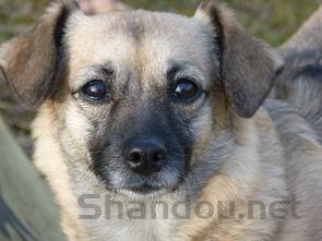 狗眼睛红肿突出是什么状况?该咋整?