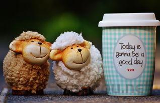 猫咪打喷嚏流眼泪是什么原因?猫咪打喷嚏流眼泪该如何是好?