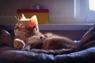 猫咪牙龈红嘴里臭是什么原因导致的?猫咪牙龈红嘴里臭该怎么解决?